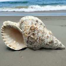 Pacific Triton Charonia Lampas Large  Seashell Trumpet 10" Sea Shells Nautical for sale  Shipping to South Africa