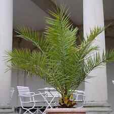 Evergreen phoenix canary for sale  DUNDEE