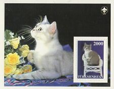 Cat feline kitten for sale  BOURNEMOUTH
