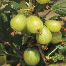Yellow gooseberry plant for sale  Shipping to Ireland