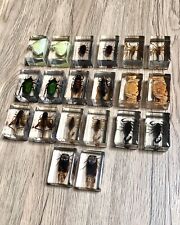 Small real bugs for sale  MACCLESFIELD