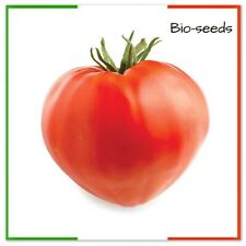 Semi pomodoro palo usato  Italia
