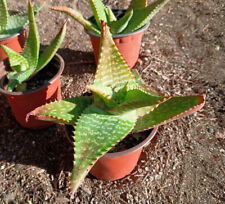 Aloe jucunda spotted for sale  San Diego