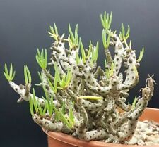 Tylecodon bucholzianus Leopard skin  POT cm 17 Cod 1672 Succulent Cactus kakteen for sale  Shipping to South Africa