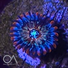 marine zoas for sale  STOCKPORT