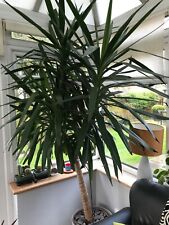 Large yucca houseplant for sale  LINCOLN