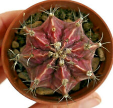 Gymnocalycium Mihanovichii Pink variegated own roots CPP1 for sale  Shipping to South Africa