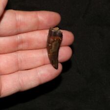 Tyrannosaurus rex tooth for sale  Shipping to Ireland