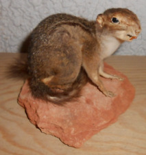 Ancienne taxidermie tamia d'occasion  France