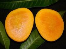 Indian mango alphonso for sale  Ormond Beach