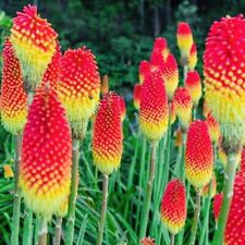 Red hot poker for sale  CHIGWELL