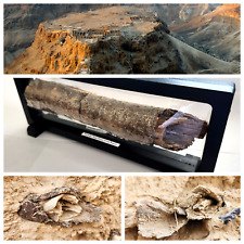 Fragmento antigo de vigas de madeira • Rampa de cerco romana • Legio X Fretensis • Masada, usado comprar usado  Enviando para Brazil