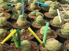 Pseudolithos migiurtinus seeds for sale  Shipping to United Kingdom