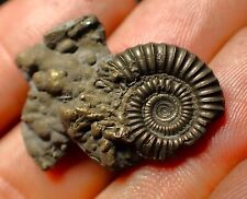 Crucilobiceras pyrite ammonite for sale  LONDON