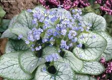 Brunnera macrophylla jack gebraucht kaufen  Goch