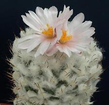 20 Turbinicarpus Lophophoroides San Bartolome semi seeds Kaktus flower for sale  Shipping to South Africa