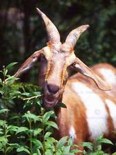 Nature animal goat for sale  EDINBURGH