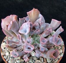 Echeveria pinky trumpet for sale  EASTBOURNE