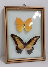 Vintage butterfly specimens for sale  Winter Haven