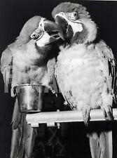 Vintage pappagalli salone usato  Roma