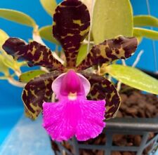 Cattleya aclandiae velutina for sale  San Francisco