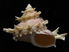 Used, Sea Shells Astraea Bolma girgyllus 65mm ID#3834B for sale  Shipping to South Africa