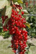 Rovada redcurrant potted for sale  KING'S LYNN