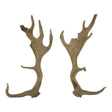 Fallow deer antler for sale  Carlisle