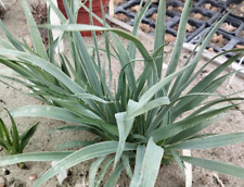 Yucca neomexicana jrt251 for sale  Shipping to Ireland