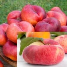 Dwarf fruit trees for sale  ROCHESTER