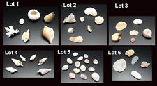 Petits miscellaneous shells d'occasion  Expédié en Belgium