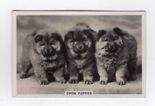 Tarjeta de cigarrillos Chow Puppies 1939 para perros, usado segunda mano  Embacar hacia Argentina