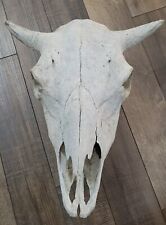 Bison buffalo skull for sale  Goddard