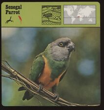 Senegal parrot safari for sale  Waupun