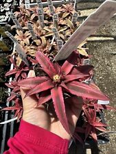 Earth star bromeliad for sale  Garden Grove