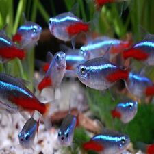 Assorted tropical fish for sale  BOLTON