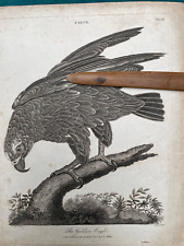1805 golden eagle for sale  LONDON