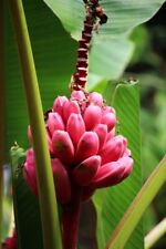 Pink banana seeds for sale  Shipping to United States
