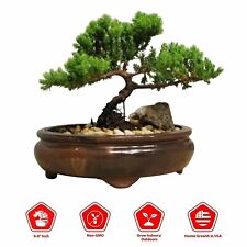 Juniper bonsai live for sale  Hacienda Heights