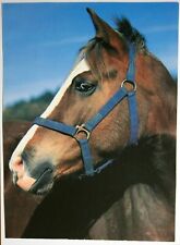 Pferde postkarte lissy gebraucht kaufen  Langen