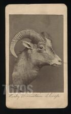 Rare cdv taxidermy for sale  Shipping to Ireland