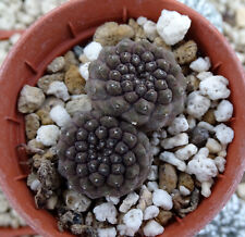 Copiapoa barquitensis cactus d'occasion  Servian