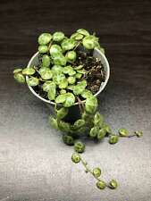 Peperomia prostrata string for sale  UK