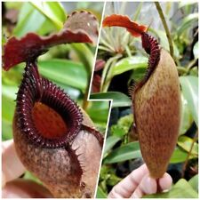 Nepenthes aristolochoides edwa for sale  Shipping to Ireland