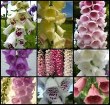 Foxglove seed various for sale  Ireland