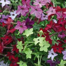 Nicotiana eau cologne for sale  IPSWICH