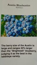 Austin blueberry plant for sale  Ben Wheeler