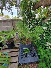 Variegated phoenix reclinata for sale  Clearwater