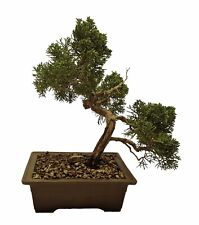 Chinese juniper var for sale  EPSOM