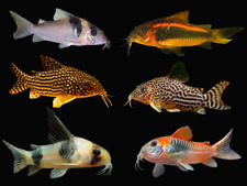 Assorted corydoras catfish for sale  PAISLEY